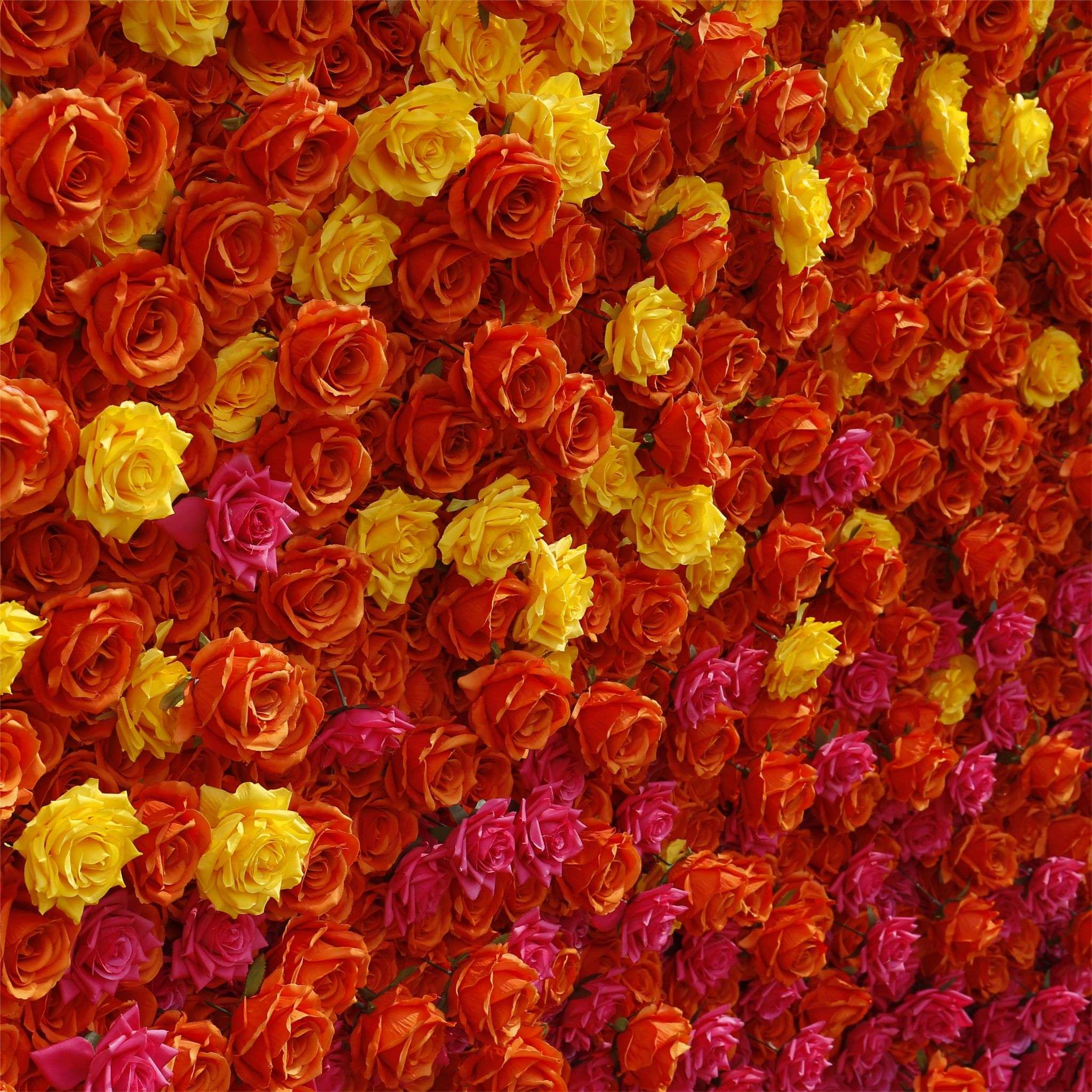 Aliflowers 5D Gradient Rose Orange to Red Sunset Flower Walls ALFWL121 - Image 9